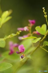 秋がすぐそこに