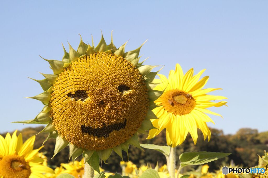 花終わったら　こんなにされちゃった。