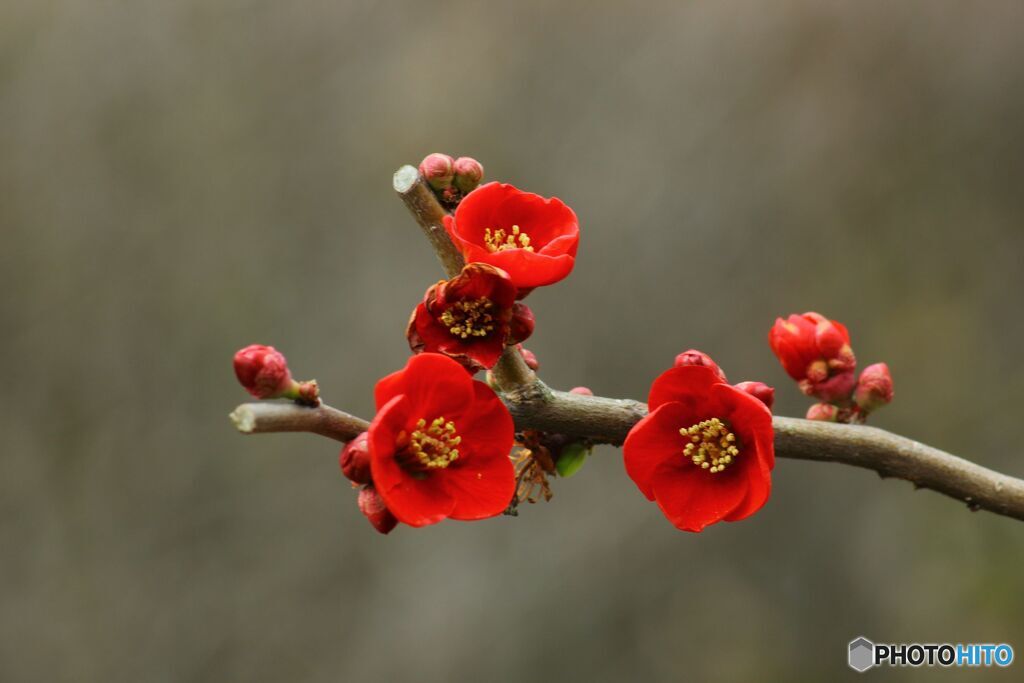 木瓜の花