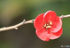 春を先取り　　ボケの花