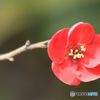 春を先取り　　ボケの花