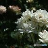 バラ公園シリーズ　　ばら　エーデルワイズ