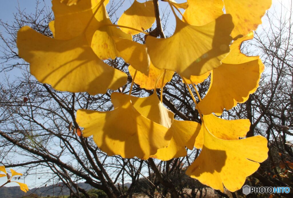 イチョウの葉