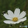 初秋の忘れ物　白いコスモス