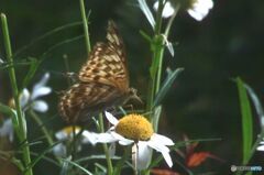 みこし菊の蜜を吸う蝶