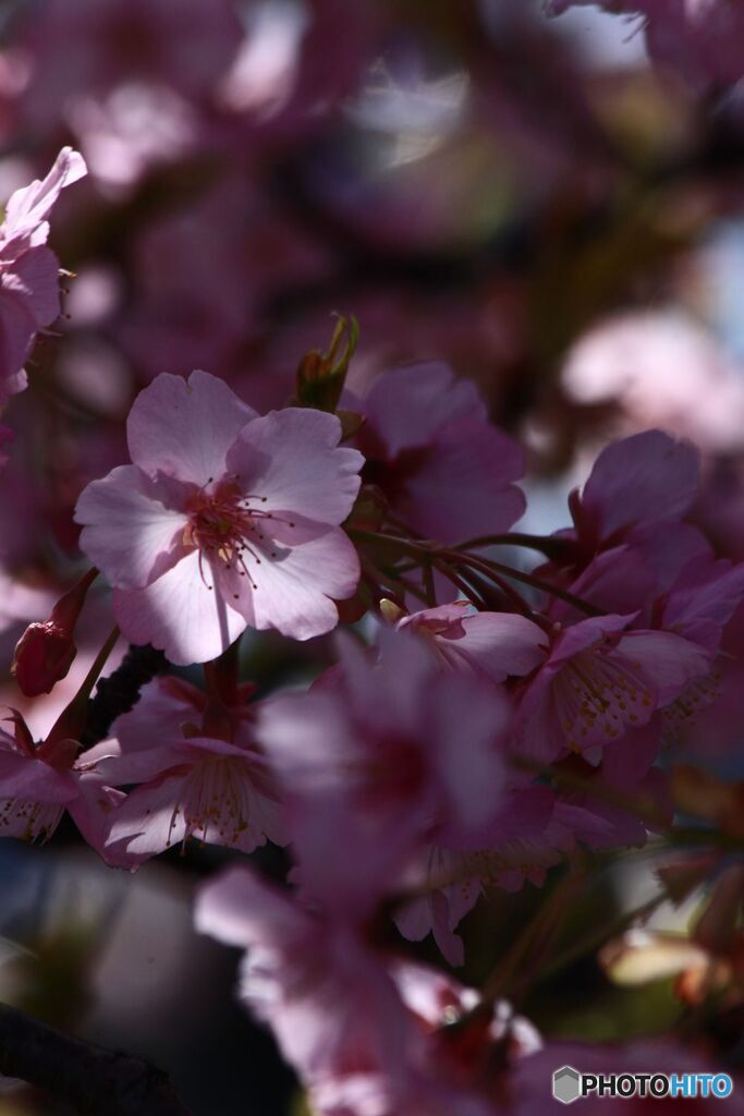 陽のあたる花