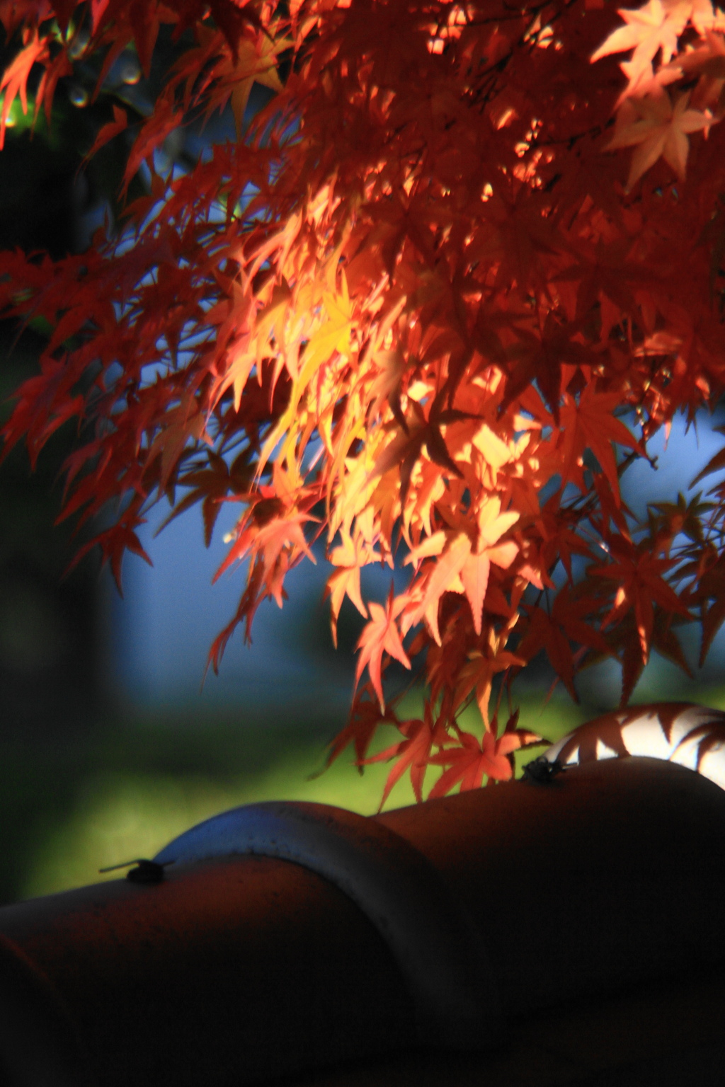 築地塀瓦にもみじ