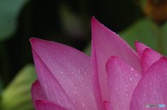 雨に打たれて