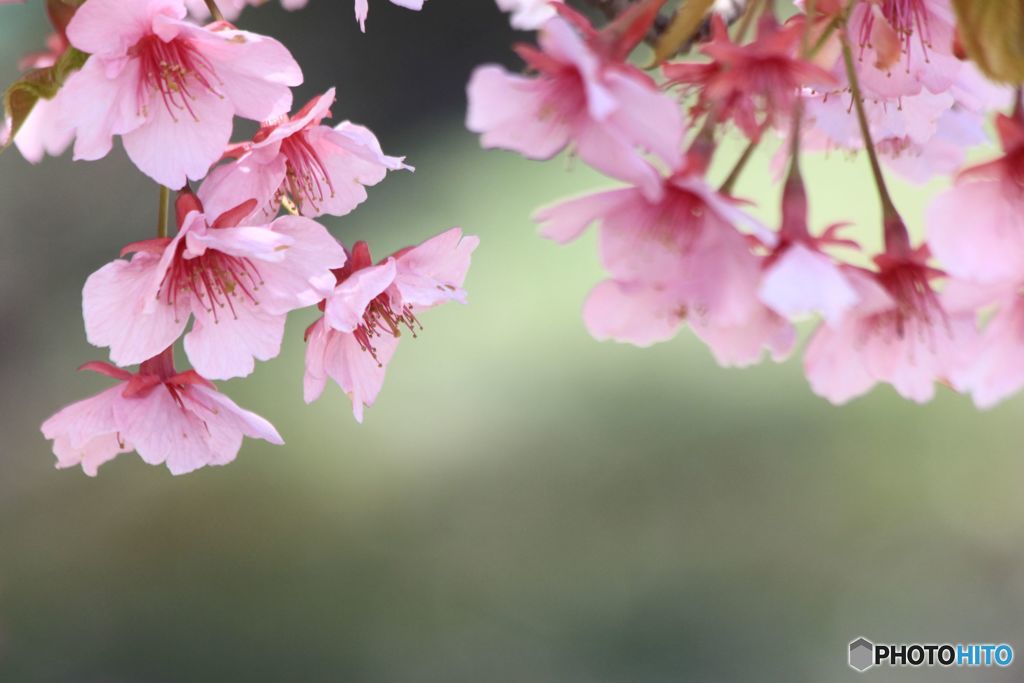 河津桜は盛りを過ぎて