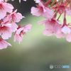 河津桜は盛りを過ぎて