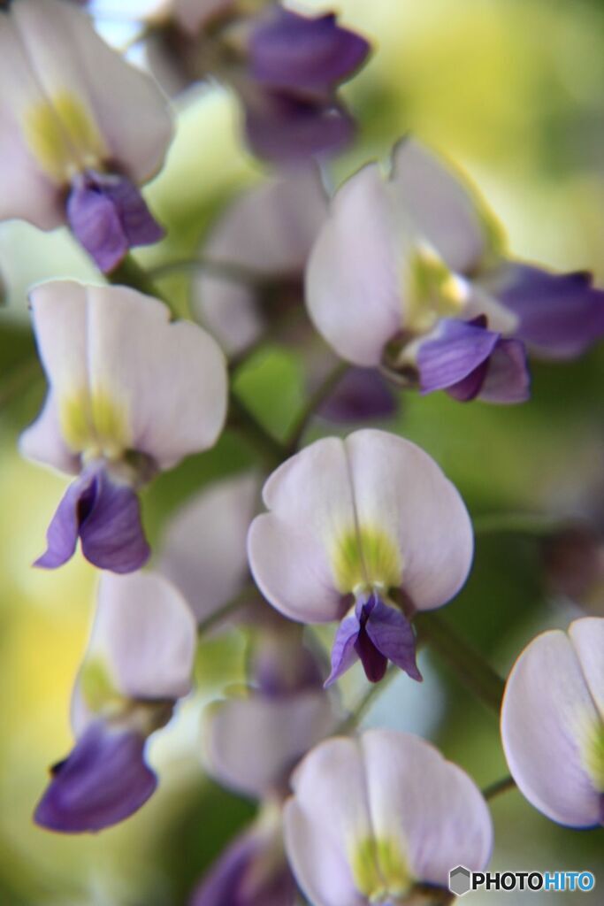 フジの花