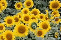 　　蔵出し　　　ヒマワリの学校