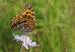 　蔵出し　　マツムシソウとヒョウモンチョウ