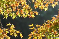 色変わりの過程