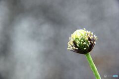 また来年　　花のあと