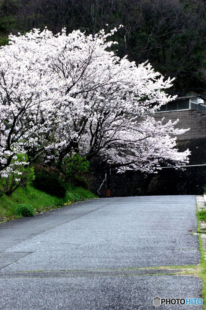 道路沿いの桜