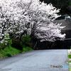 道路沿いの桜