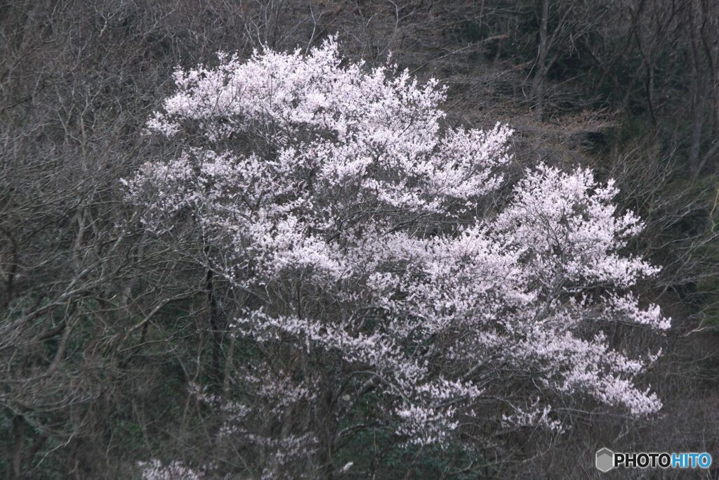 ヤマザクラ（拡大）