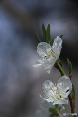 スモモの花