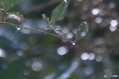 雨のあと陽がさして（２）