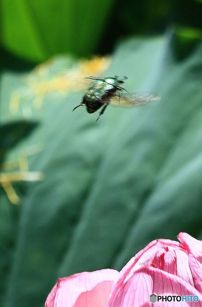 飛び立つ虫？