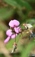 雑草の中の萩の花