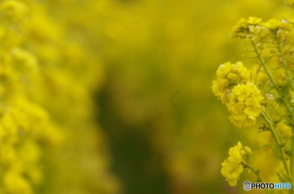 ｙｅｌｌｏｗ　ｗｏｒｌｄ