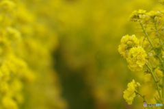 ｙｅｌｌｏｗ　ｗｏｒｌｄ