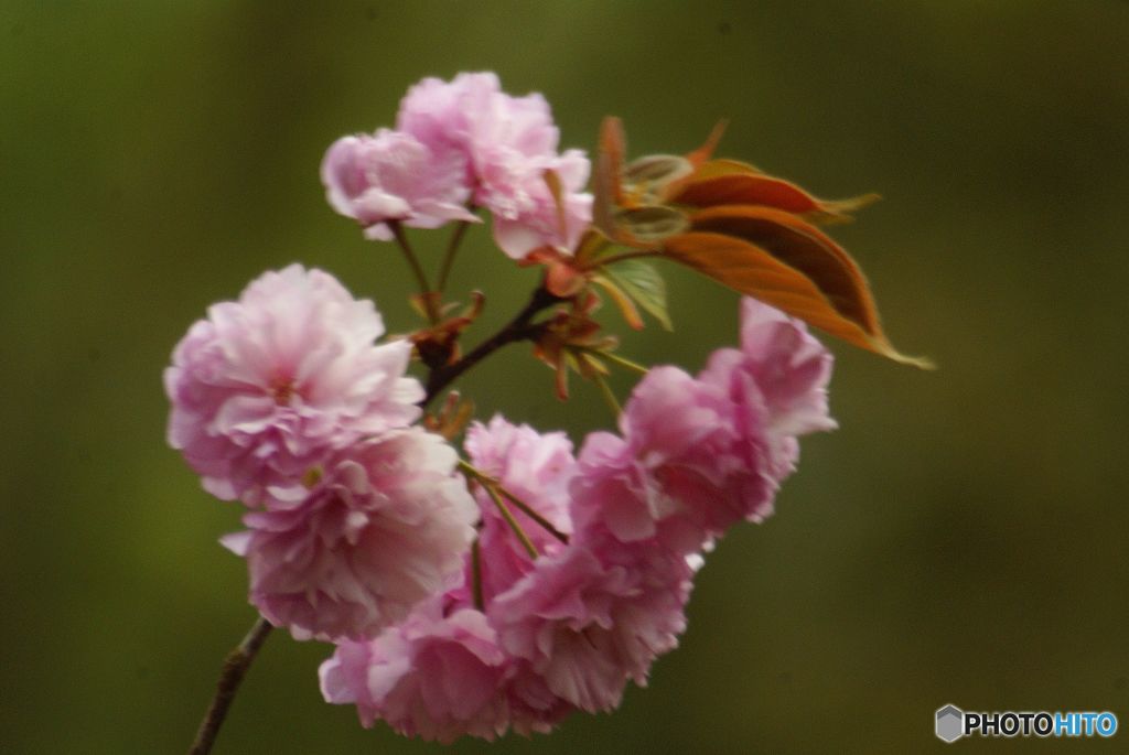 八重桜