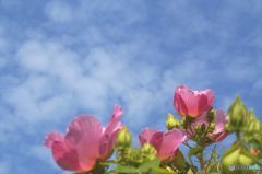 芙蓉が咲いている