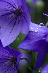 桔梗　雨に濡れて