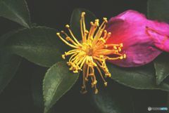 花のあと