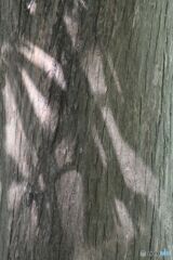 黄の幹にできた影