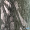 黄の幹にできた影
