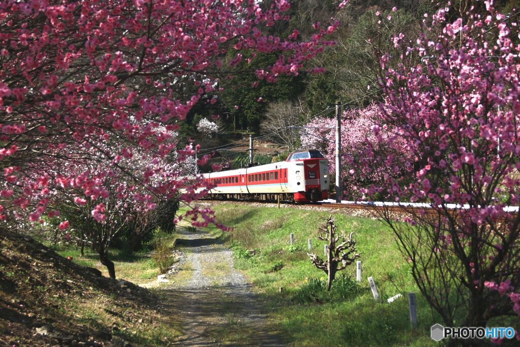 やくも18号　花桃の里を通過