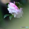 さざんかさざんか