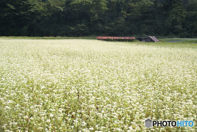 古い写真から　　蕎麦の畑