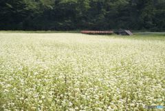 古い写真から　　蕎麦の畑