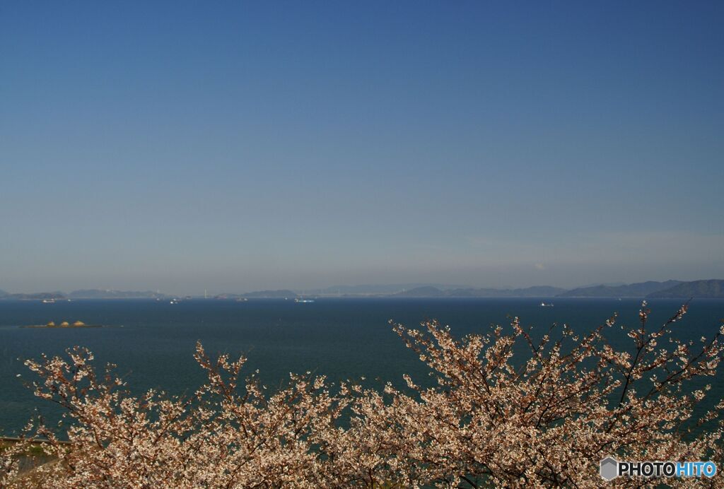 海と桜