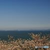 海と桜