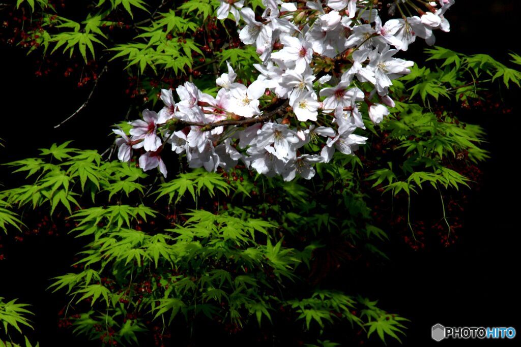 紅葉と桜