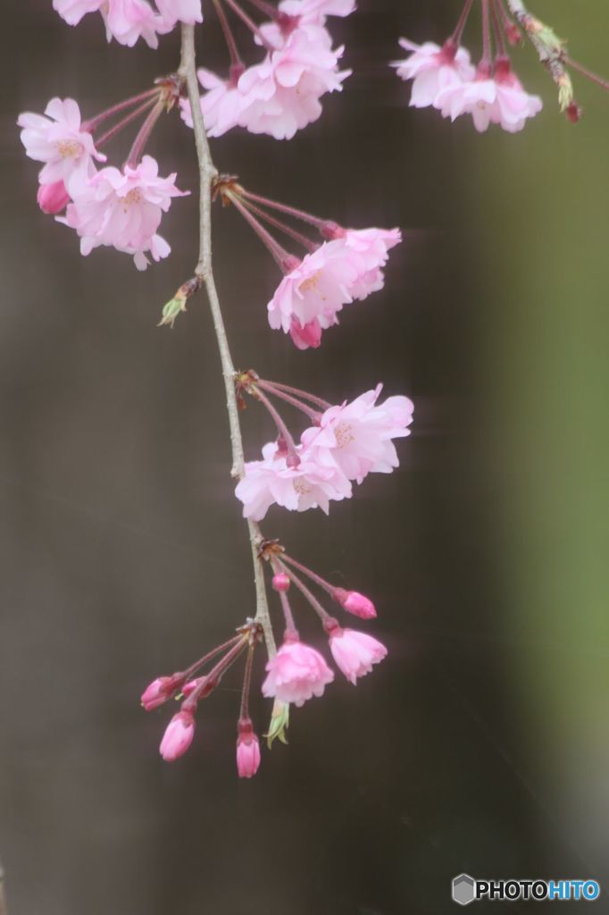 枝垂れの桜