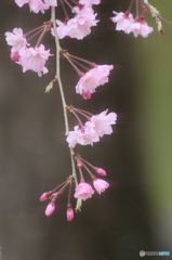枝垂れの桜