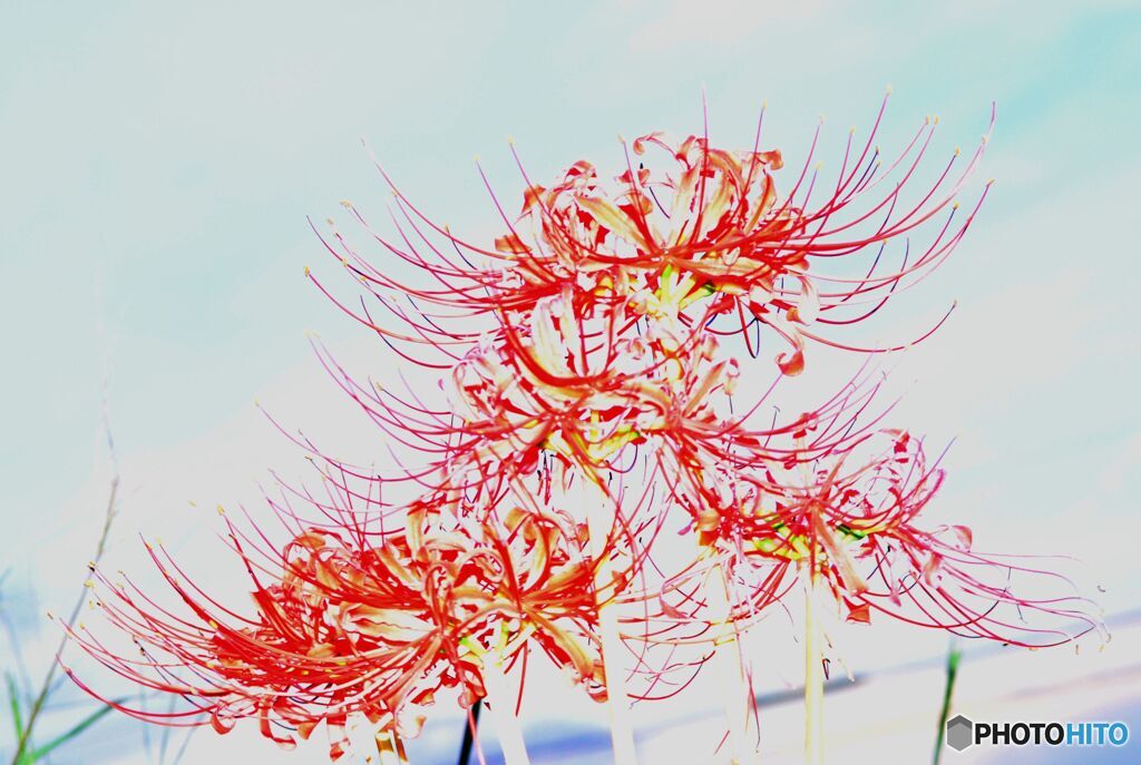 　曼珠沙華