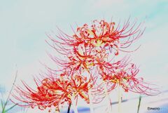　曼珠沙華