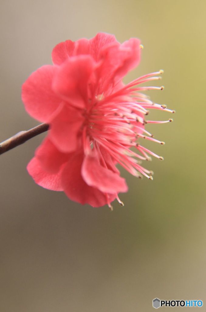 梅シリーズ　　紅梅の横顔