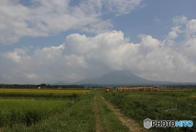 古い写真から　　　稲ハゼのある風景