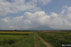 古い写真から　　　稲ハゼのある風景