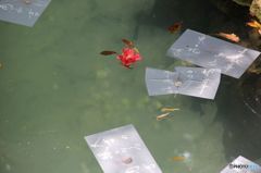 　小さな旅の思い出・八重垣神社占池