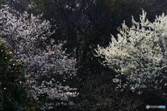 左　桜　右　すもも　モノクロ風